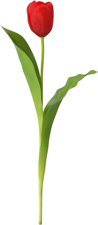 Red Tulip