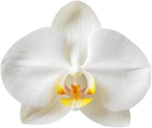 White Orchid